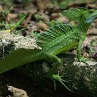 Baselisk in Costa Rica