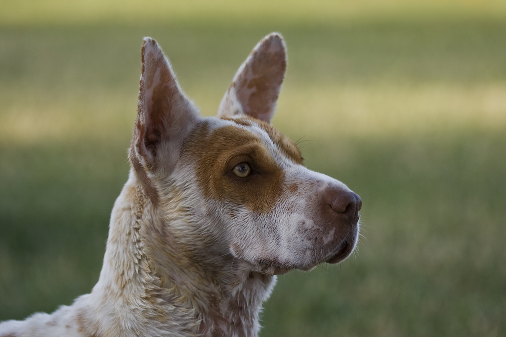 Basenji