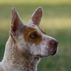 Basenji