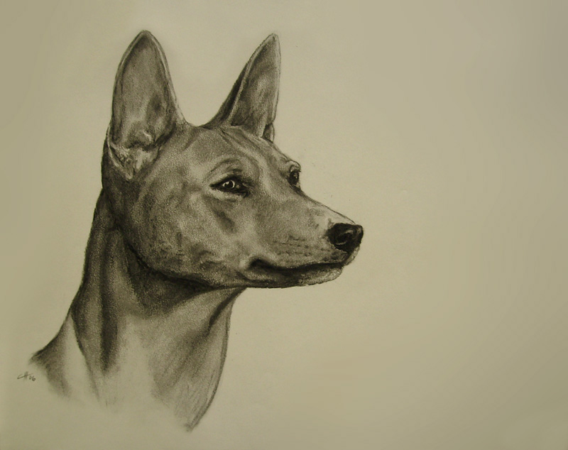 Basenji