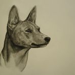 Basenji