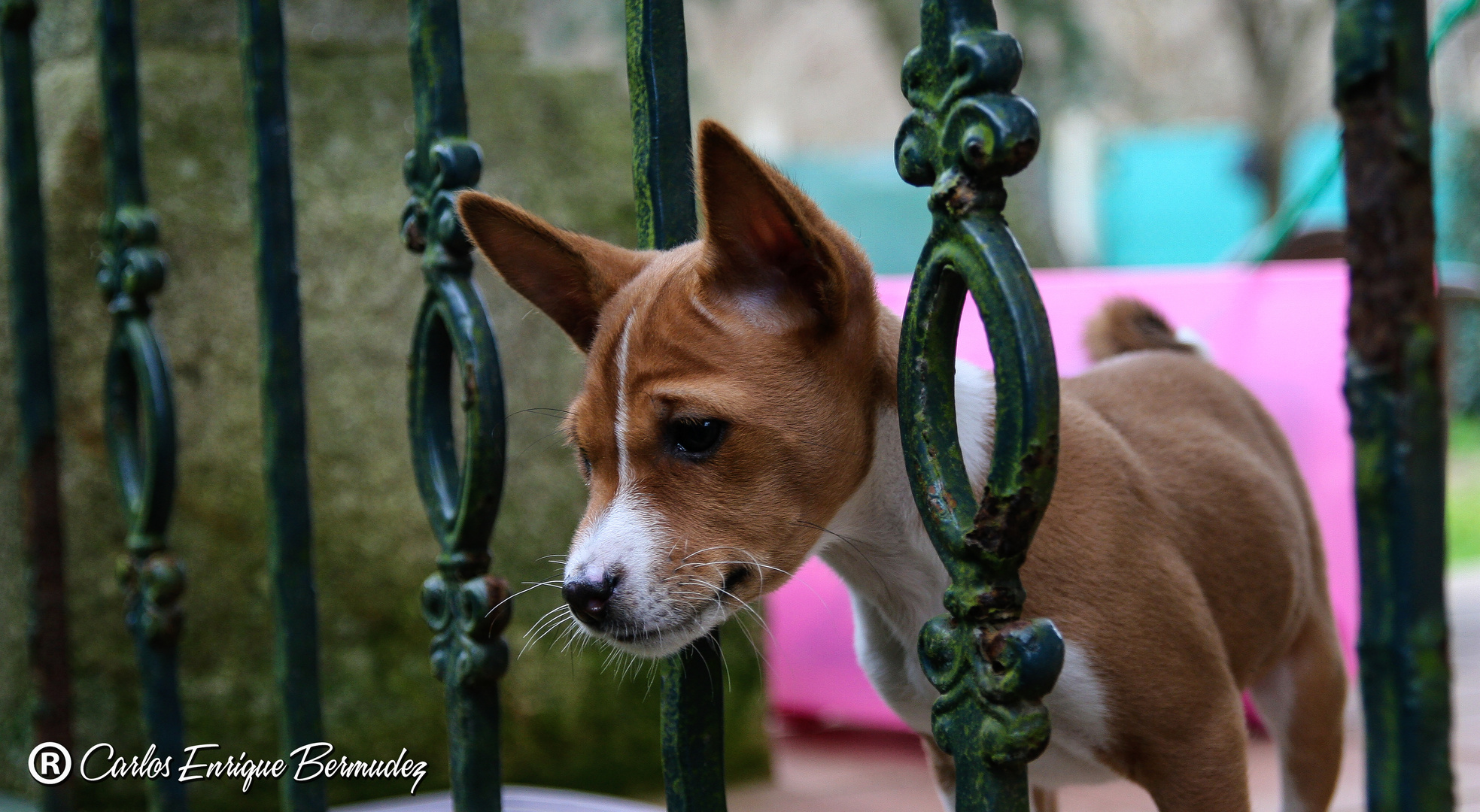 BASENJI African dog.