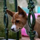 BASENJI African dog.