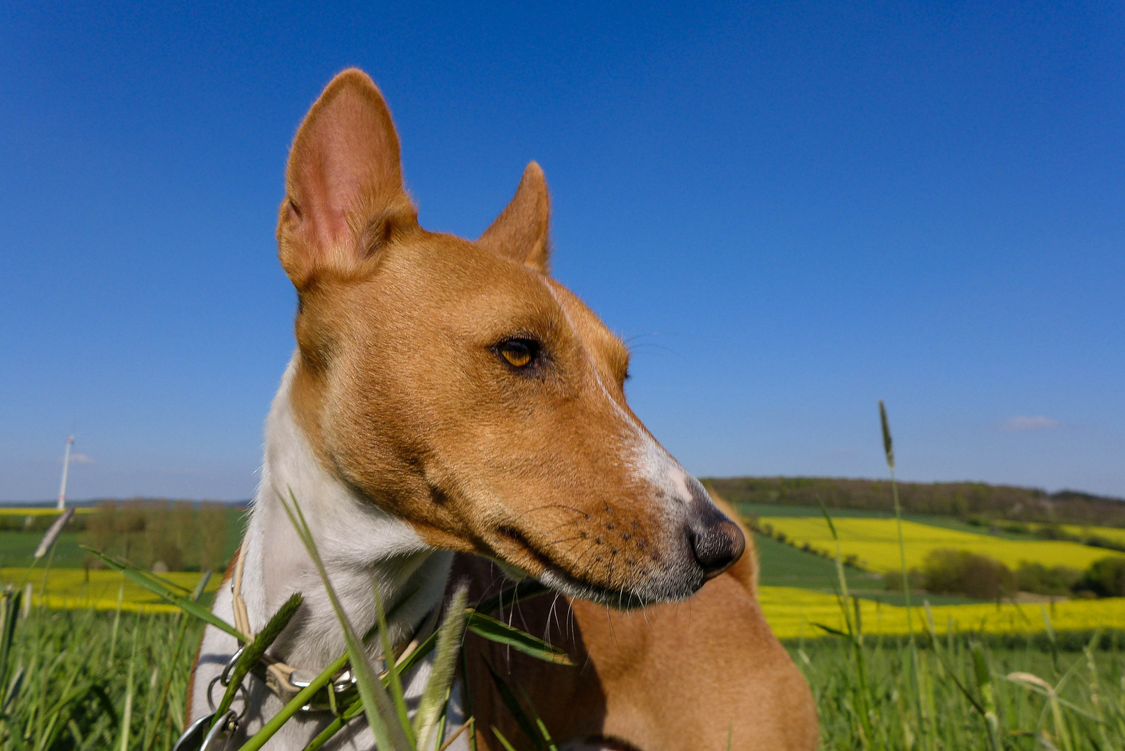 Basenji, Hund