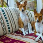 Basenji, Hunde