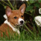 Basenji Welpe