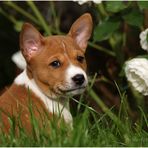 Basenji Welpe