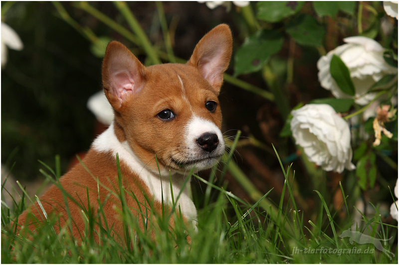 Basenji Welpe