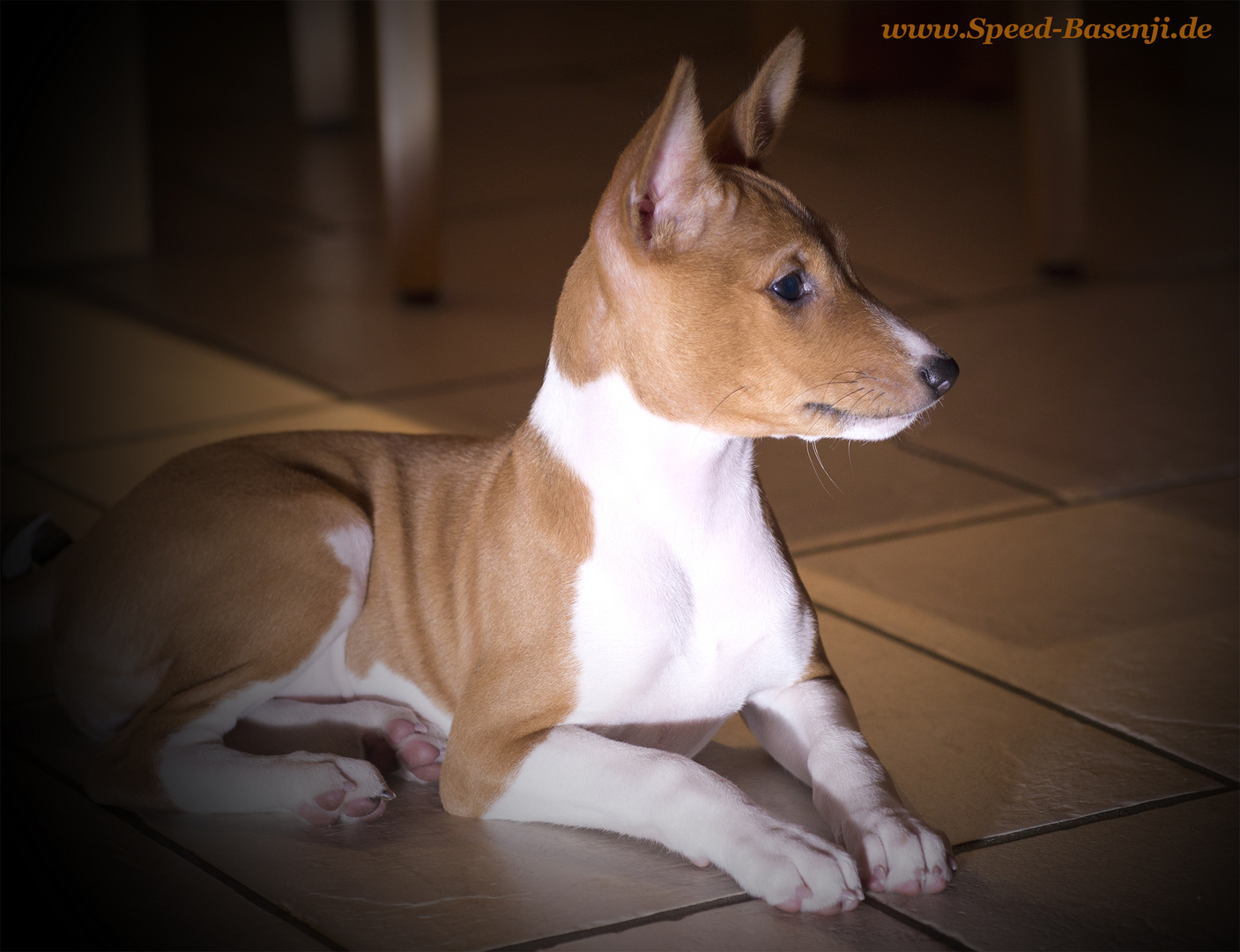 Basenji Welpe