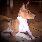 Basenji Welpe