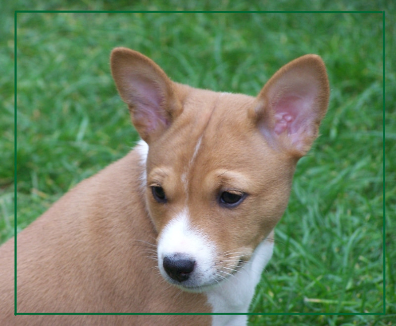 Basenji Welpe mit 7 Wochen