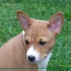 Basenji Welpe mit 7 Wochen