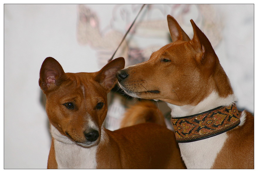 Basenji´s