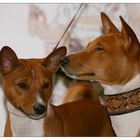 Basenji´s