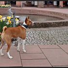  Basenjis Lady...eine schöne Marktplatzbegegnung...