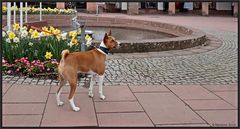  Basenjis Lady...eine schöne Marktplatzbegegnung...