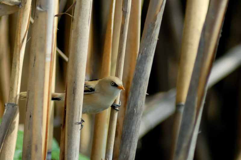Basettino Foto Immagini animali, uccelli allo stato libero, animali
