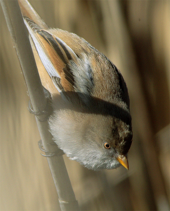 Basettino (Panurus biarmicus)