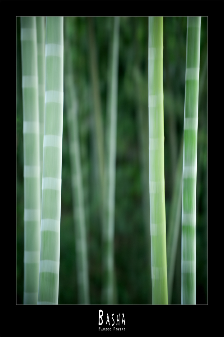 basha bamboo