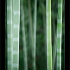 basha bamboo