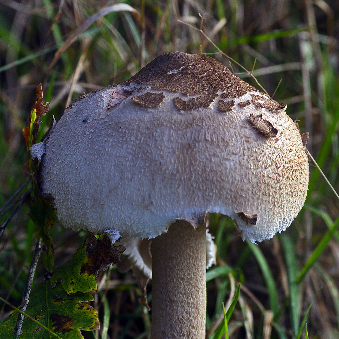 Basidiomycètes 