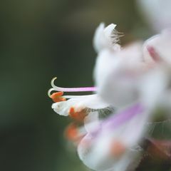 Basil flower