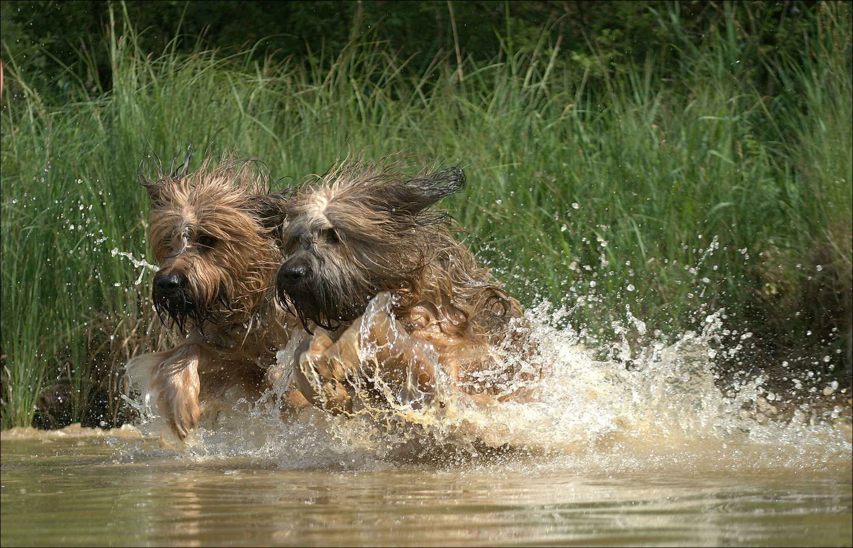 Basil und Ameliè - ein traumhaftes Briard-Paar