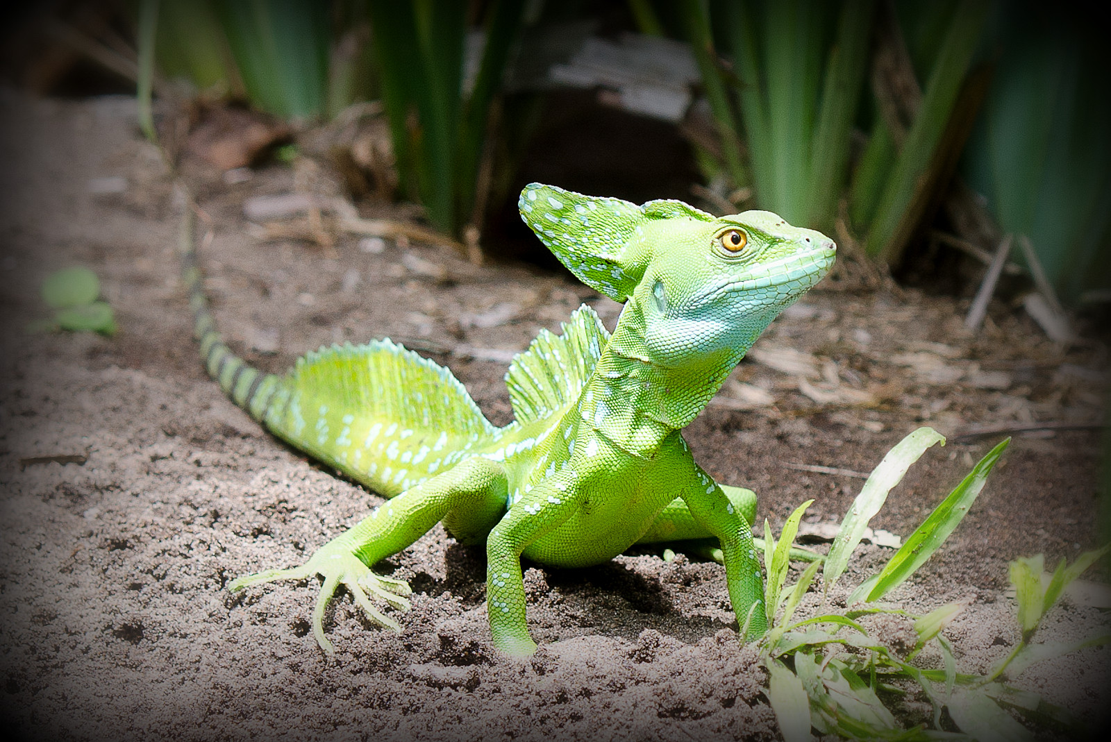 Basilic (Costa Rica)