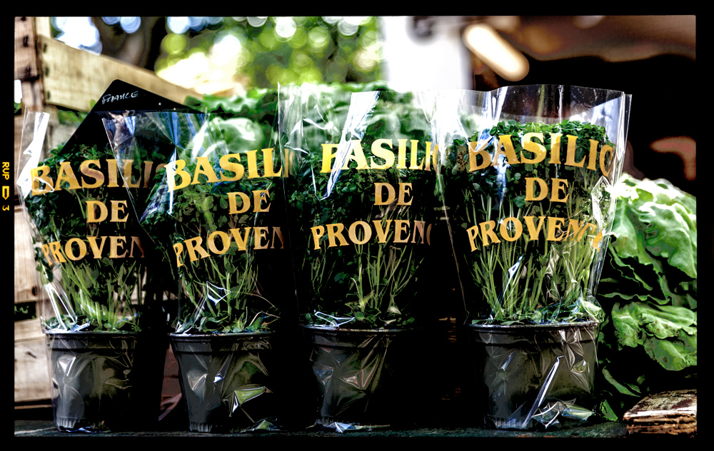 basilic de provence.