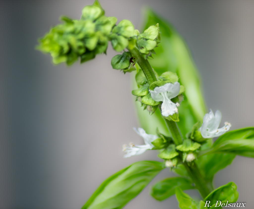 Basilic en fleurs