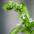 Basilic en fleurs