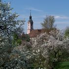 Basilika Birnau im Frühjahr