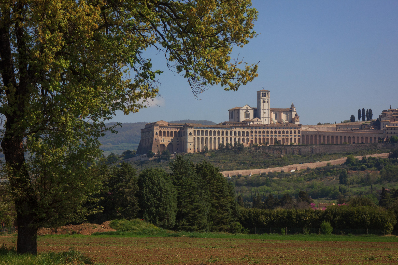 Basilika San Francesco