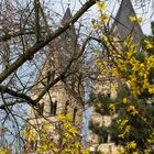 Basilika St.-Kastor Koblenz im Frühling