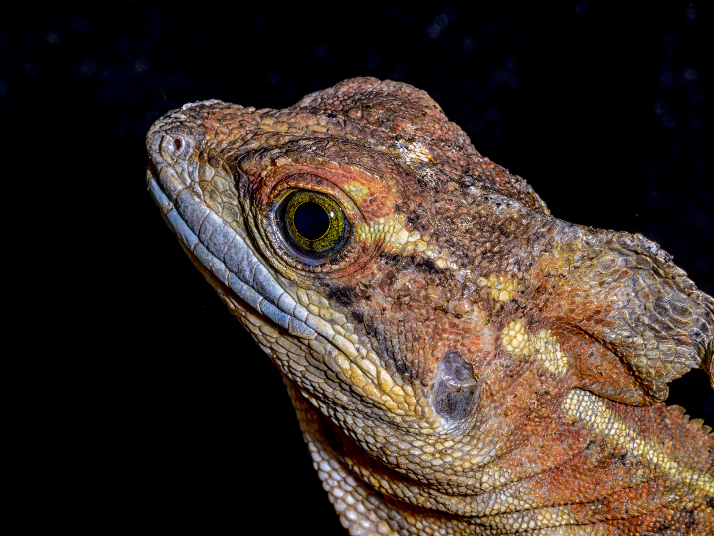 BASILISCO DE JESUS (Basiliscus sp)