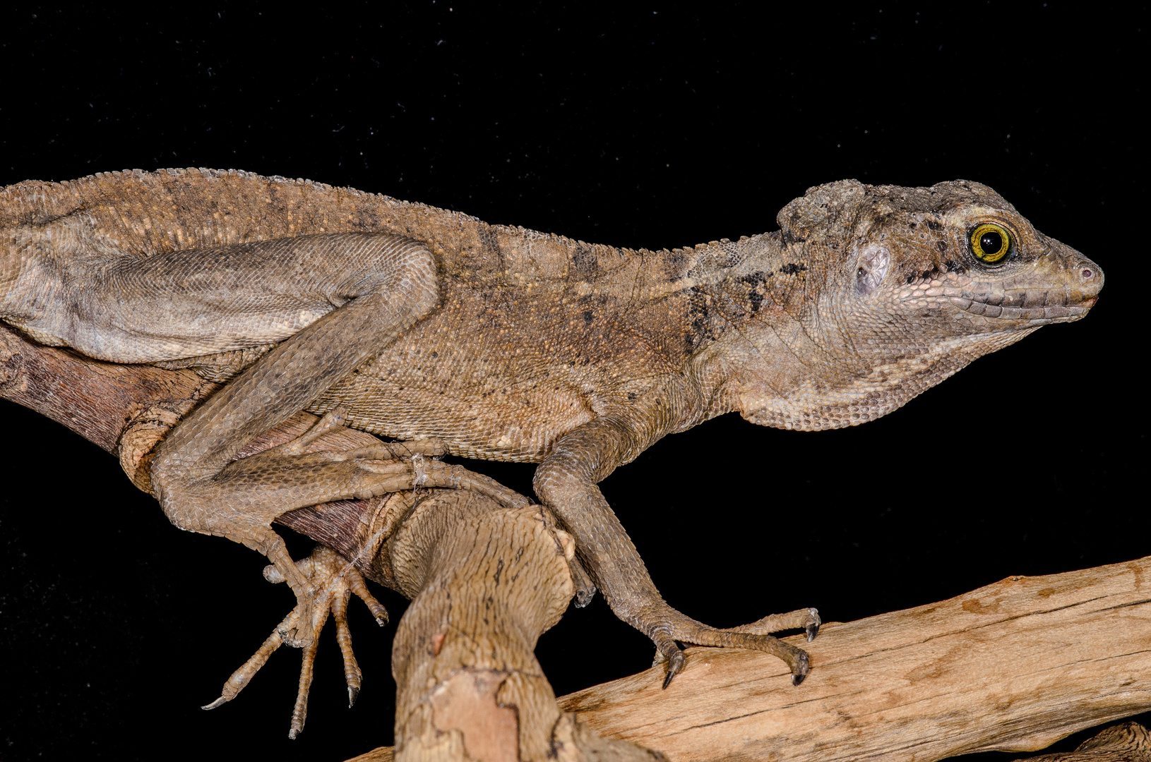 BASILISCO DE JESUS (Basiliscus sp)