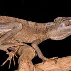 BASILISCO DE JESUS (Basiliscus sp)