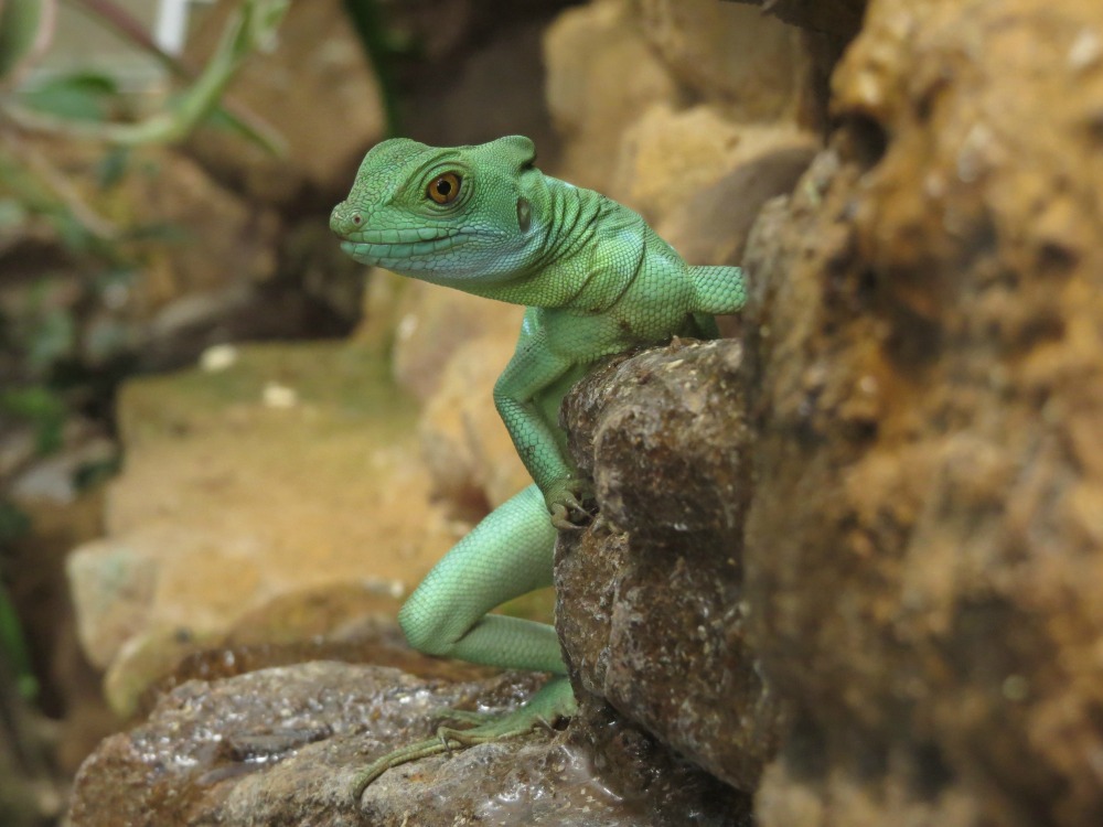 Basiliscus