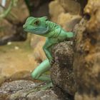 Basiliscus