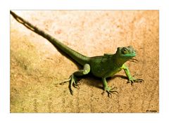 Basiliscus...