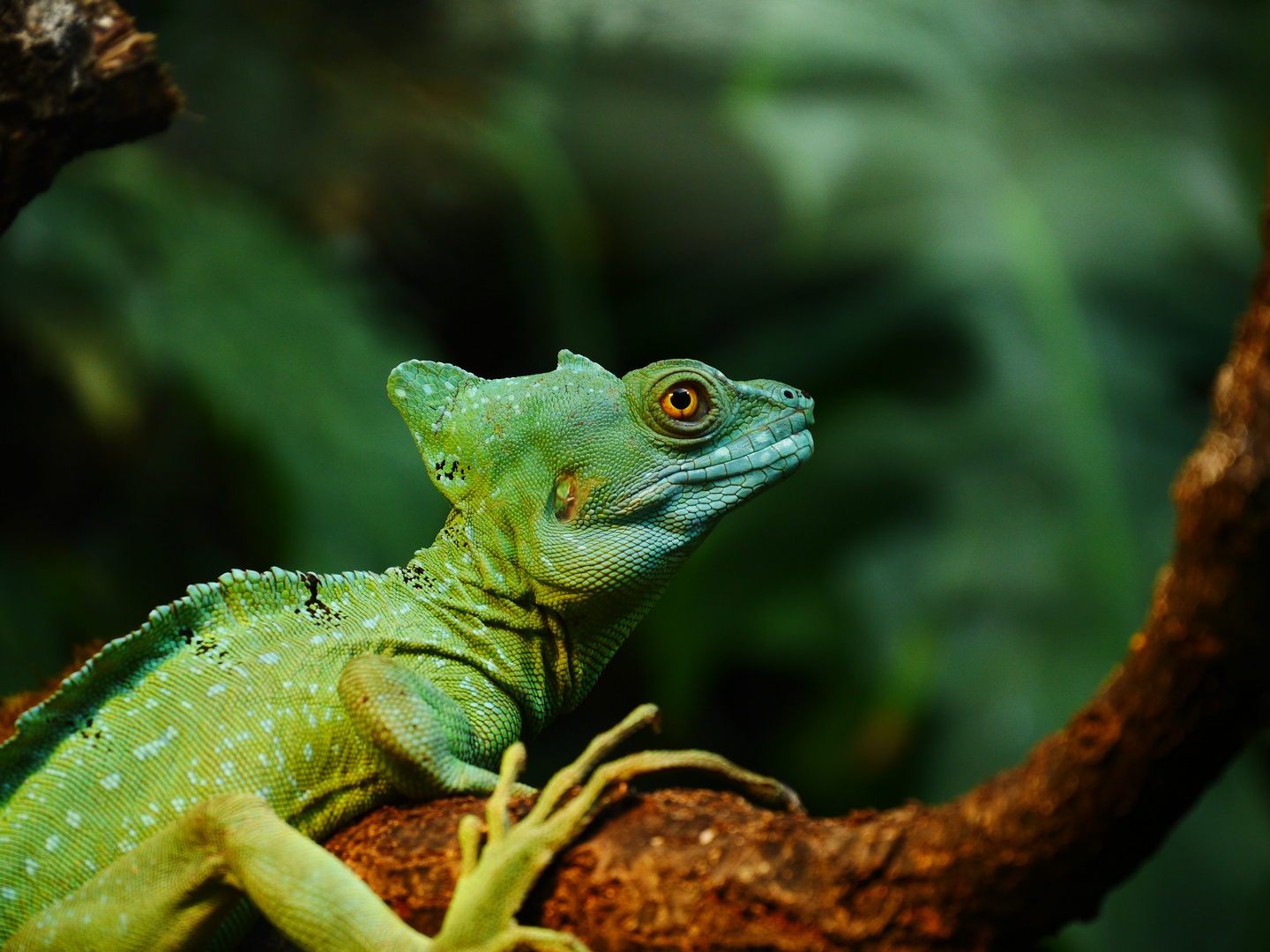 Basiliscus plumifrons