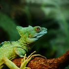 Basiliscus plumifrons