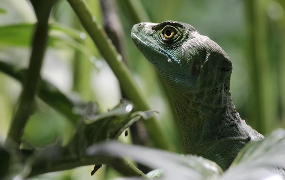 Basiliscus plumifrons