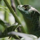 Basiliscus plumifrons