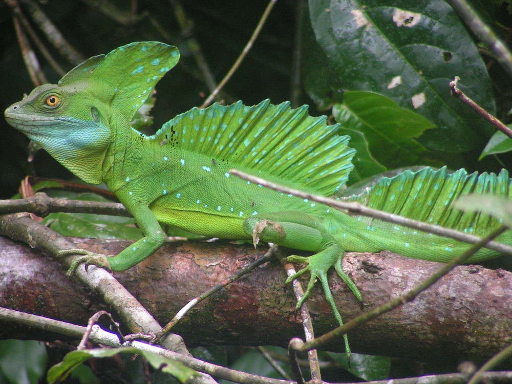 Basiliscus plumifrons