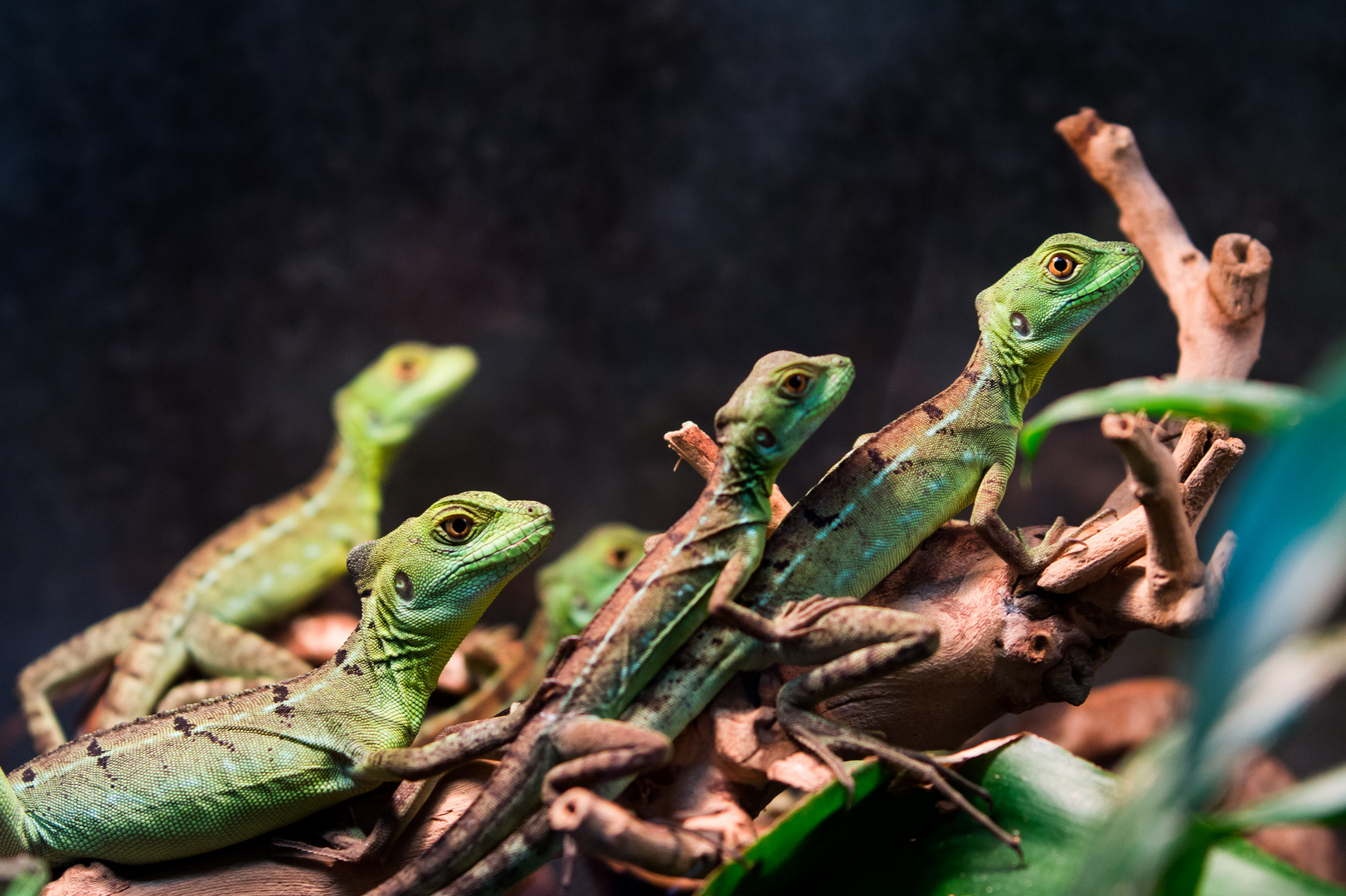 Basiliscus plumifrons