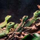 Basiliscus plumifrons