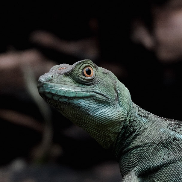 Basiliscus plumifrons