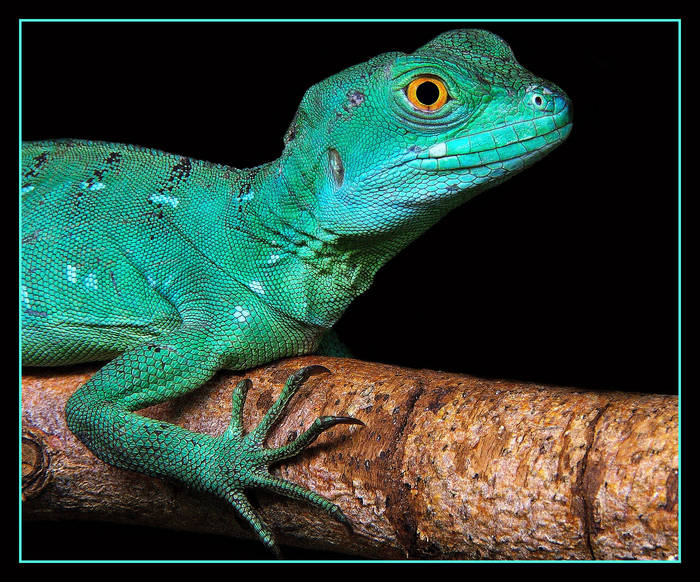 Basiliscus plumifrons - female