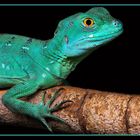 Basiliscus plumifrons - female